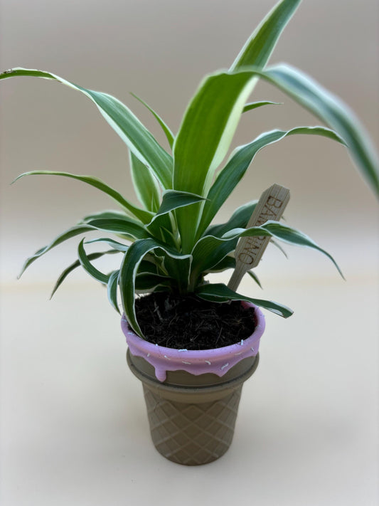 Adorable Ice Cream Cone Planter – Small, Medium, and Large